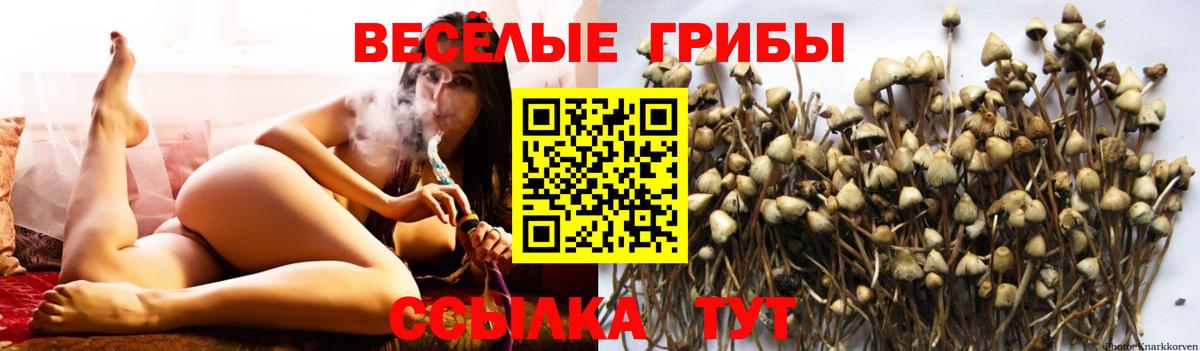 Галлюциногенные грибы Psilocybe  Вход с VPN  Чусовой 